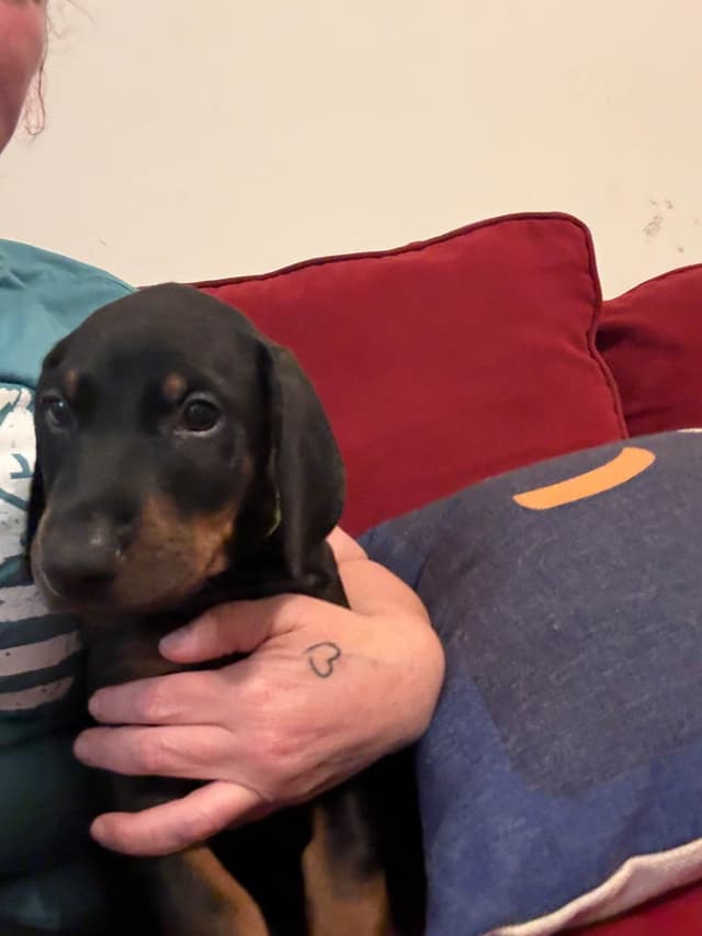 Doberman Pinscher Puppies media 5