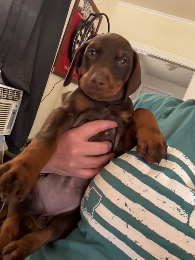 Doberman Pinscher Puppies media 6