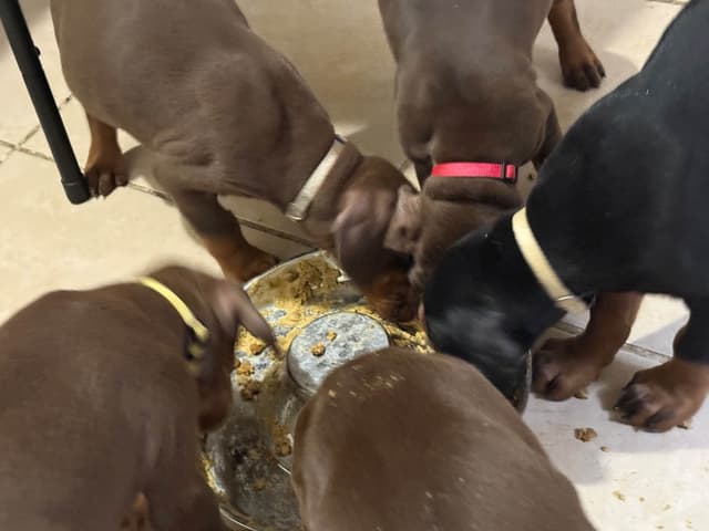 Doberman Pinscher Puppies media 7