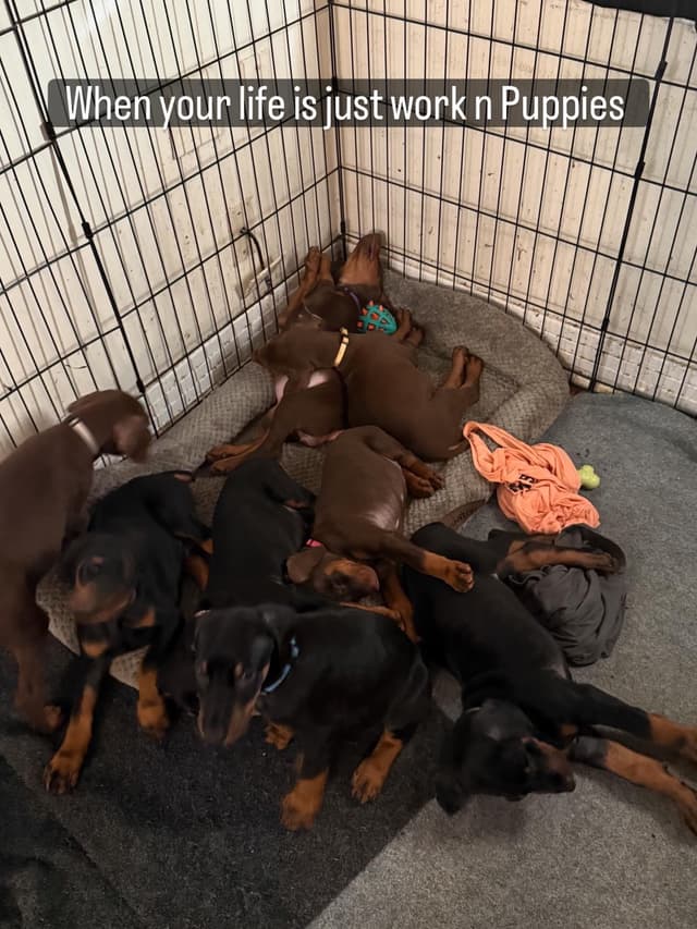 Doberman Pinscher Puppies media 8