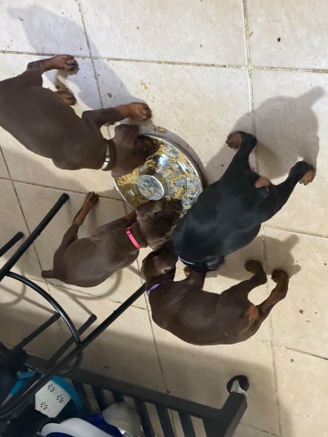 Doberman Pinscher Puppies media 9