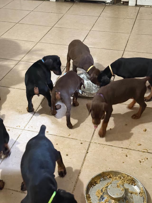Doberman Pinscher Puppies media 10