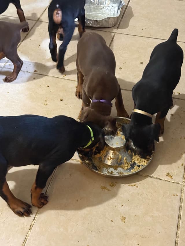 Doberman Pinscher Puppies media 11