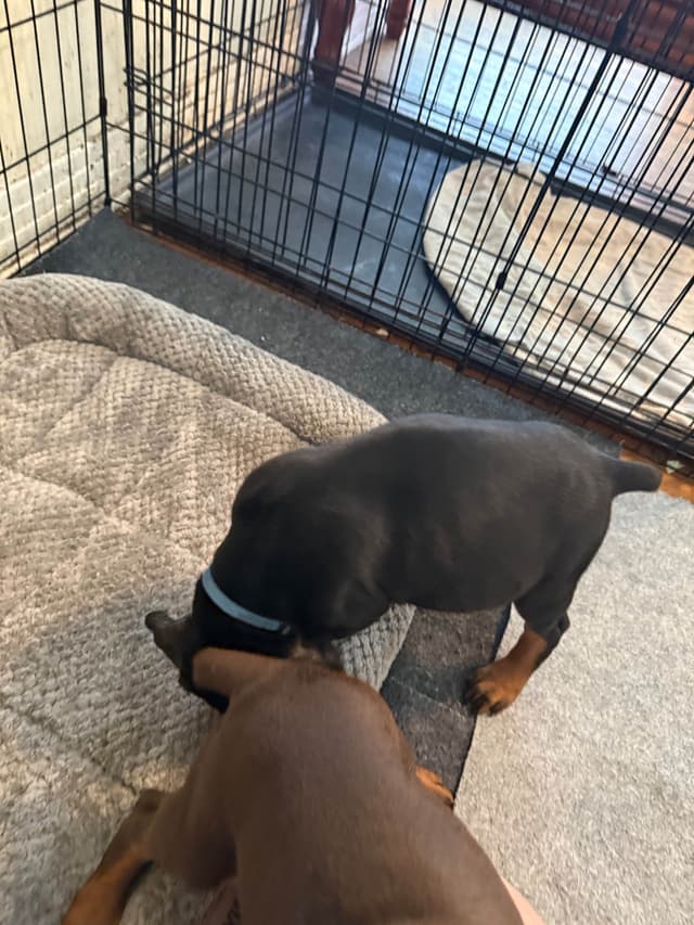 Doberman Pinscher Puppies media 12