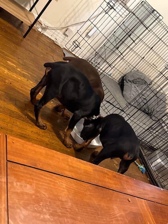 Doberman Pinscher Puppies media 13