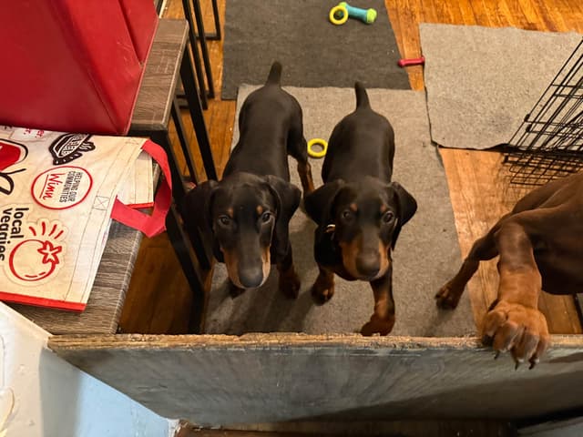 Doberman Pinscher Puppies media 14