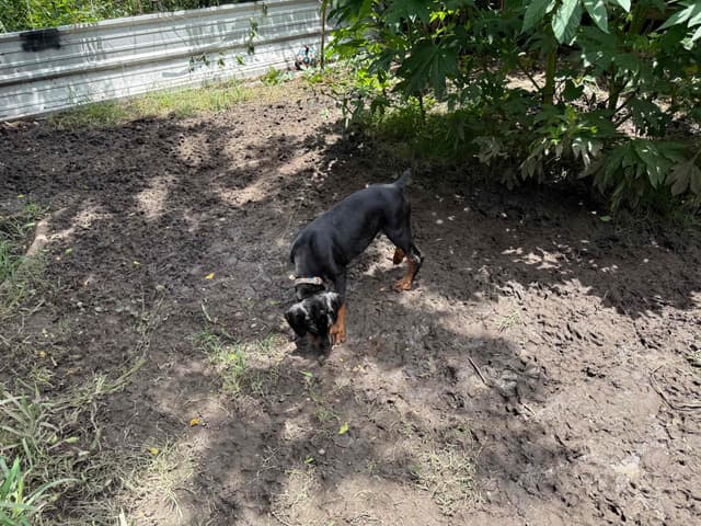 Doberman Pinscher Puppies media 16