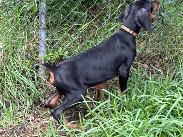 Doberman Pinscher Puppies media 17