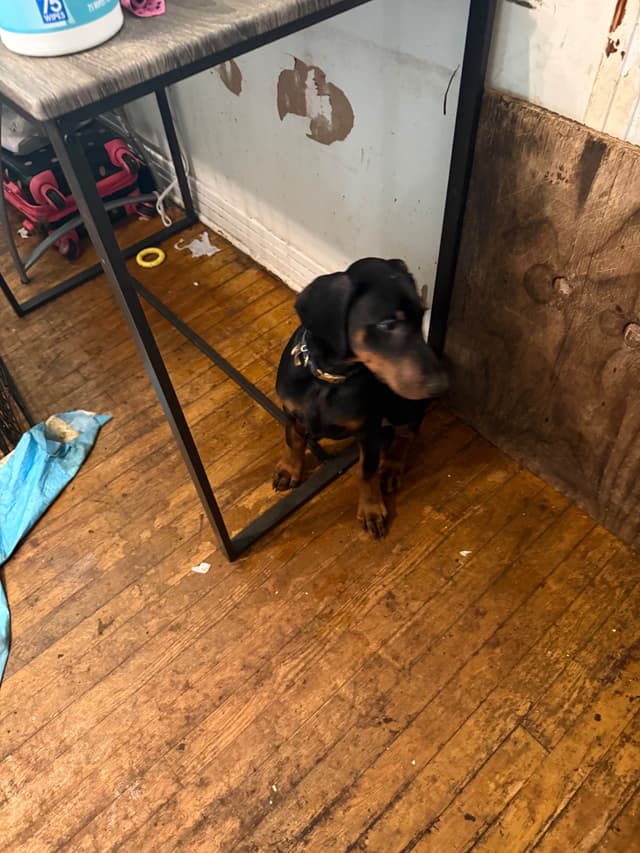 Doberman Pinscher Puppies media 18