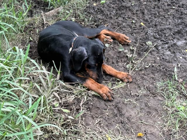 Doberman Pinscher Puppies media 19