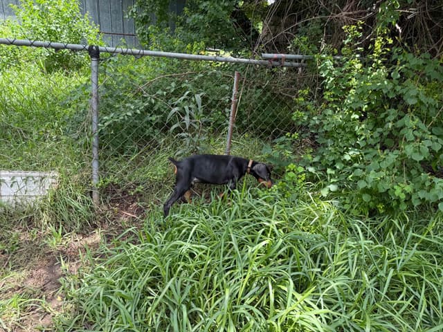 Doberman Pinscher Puppies media 15