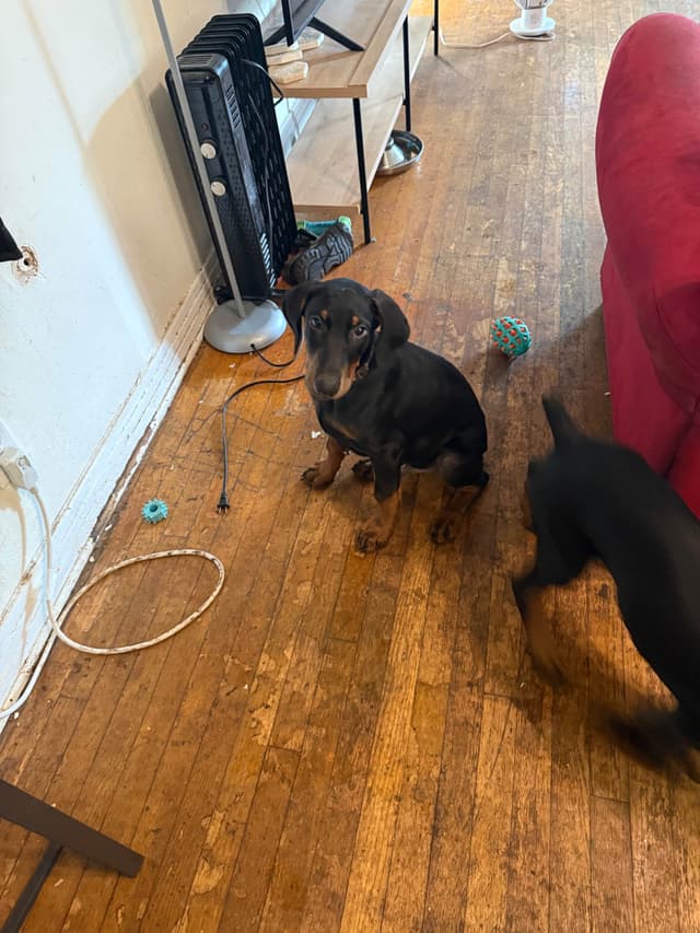 Doberman Pinscher Puppies media 20