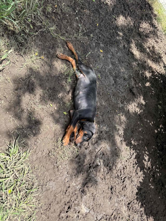 Doberman Pinscher Puppies media 21