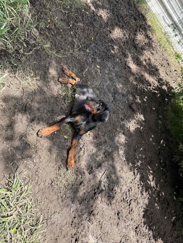 Doberman Pinscher Puppies media 22