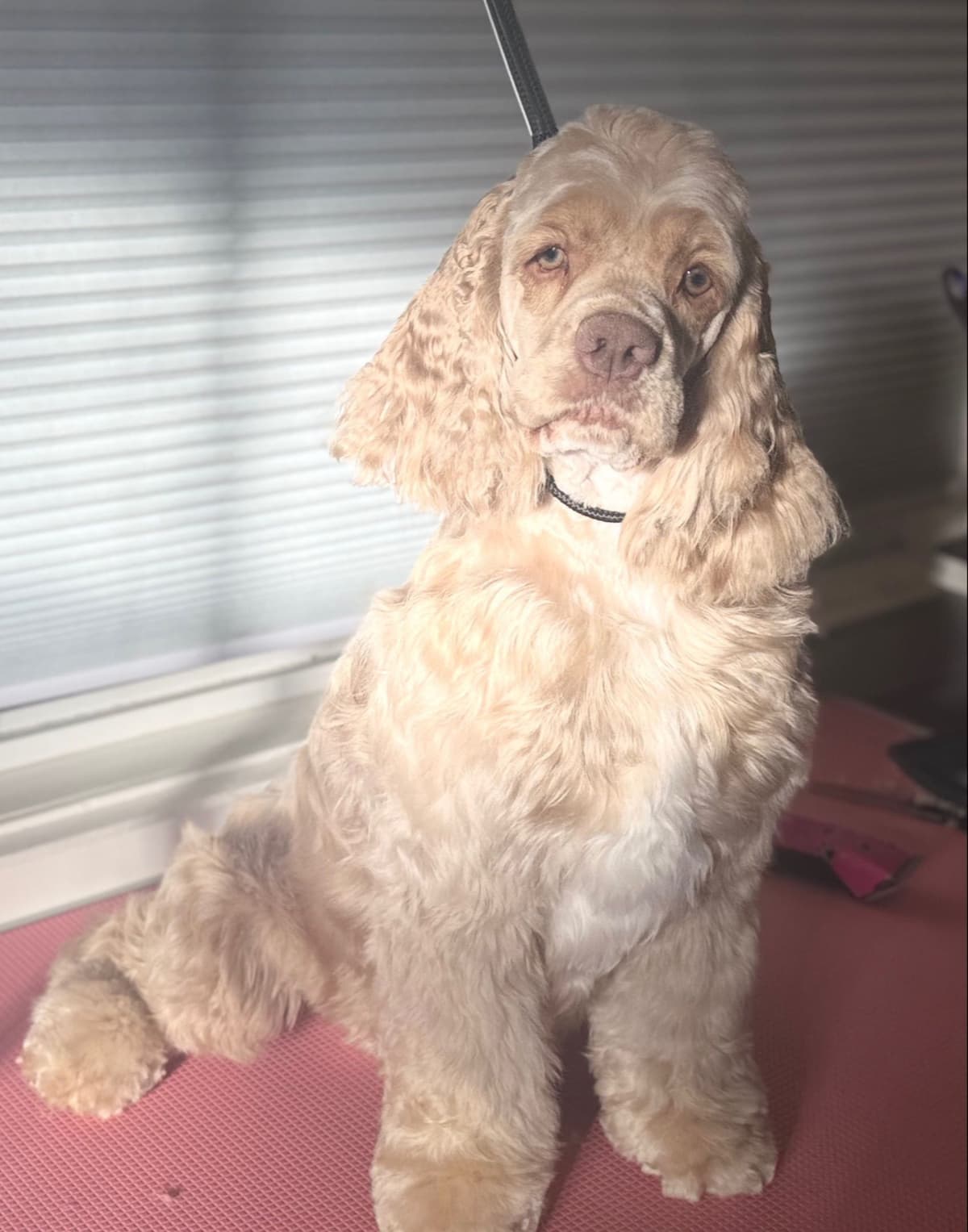 Cocker Spaniel Puppies breeder image 4