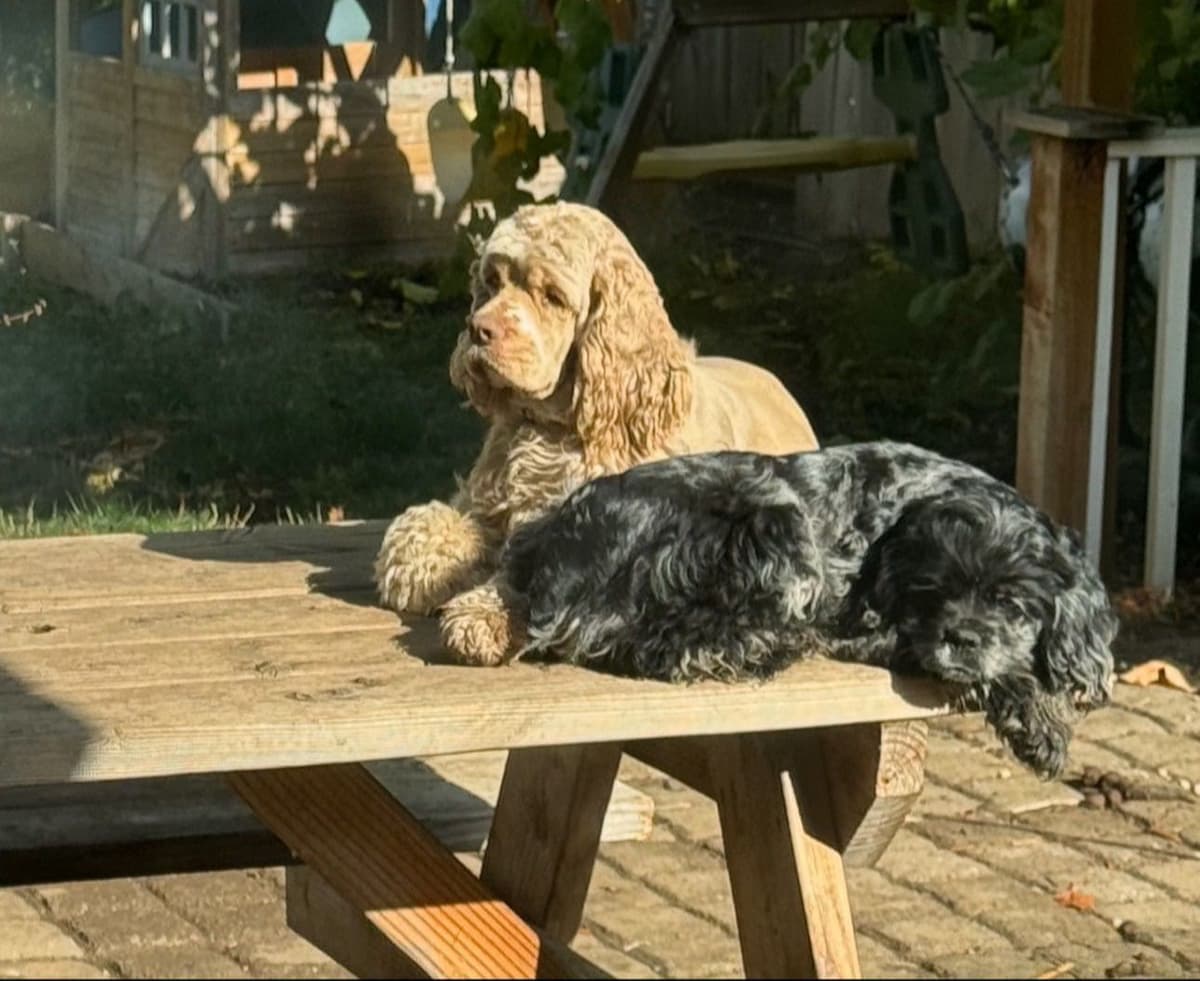 Cocker Spaniel Puppies breeder image 7