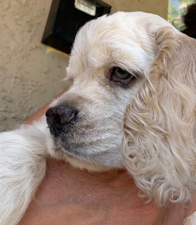 Cocker Spaniel Puppies media 2