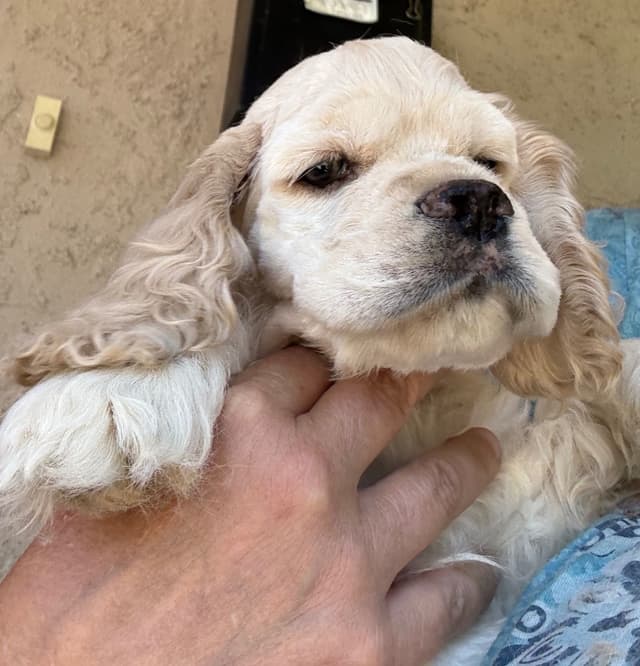 Cocker Spaniel Puppies media 3