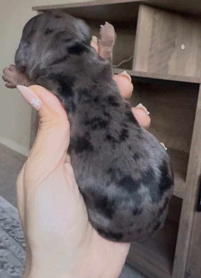 Dachshund Puppies media 2