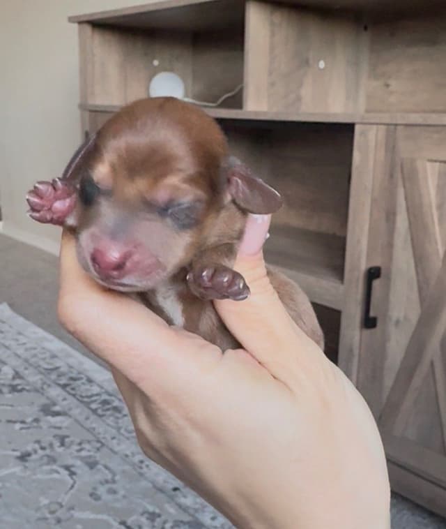 Dachshund Puppies media 3