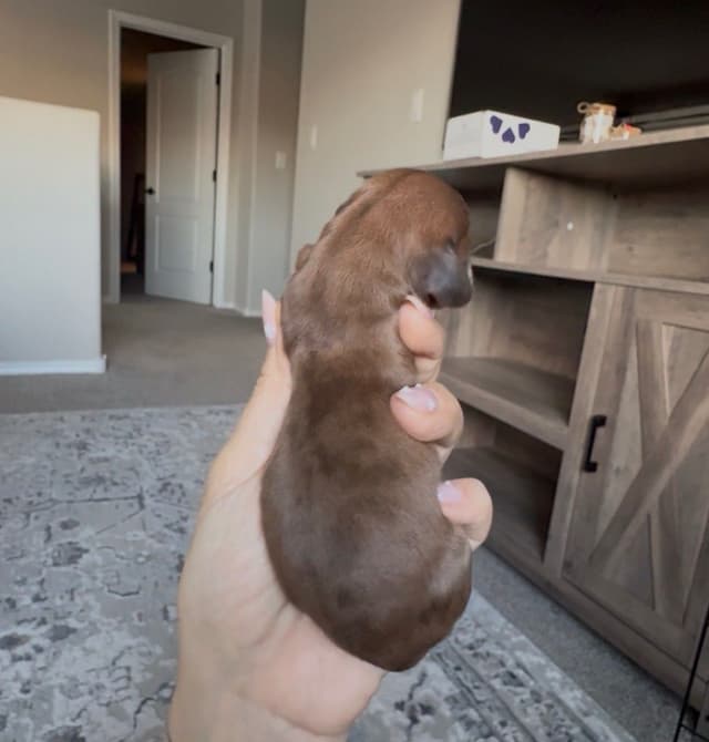 Dachshund Puppies media 4