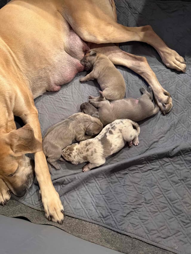 Great Dane Puppies media 2