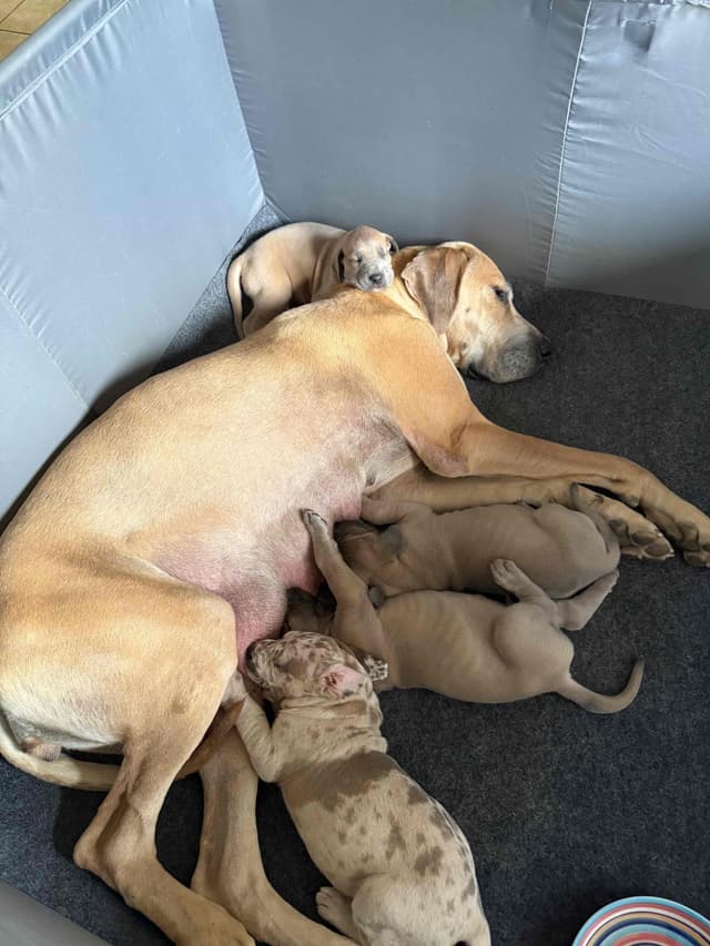 Great Dane Puppies media 3