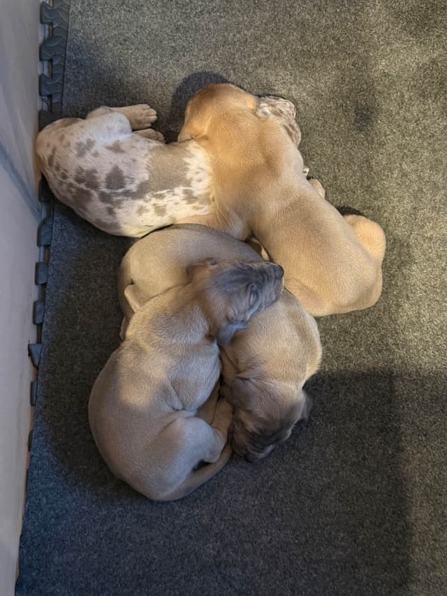 Great Dane Puppies media 4