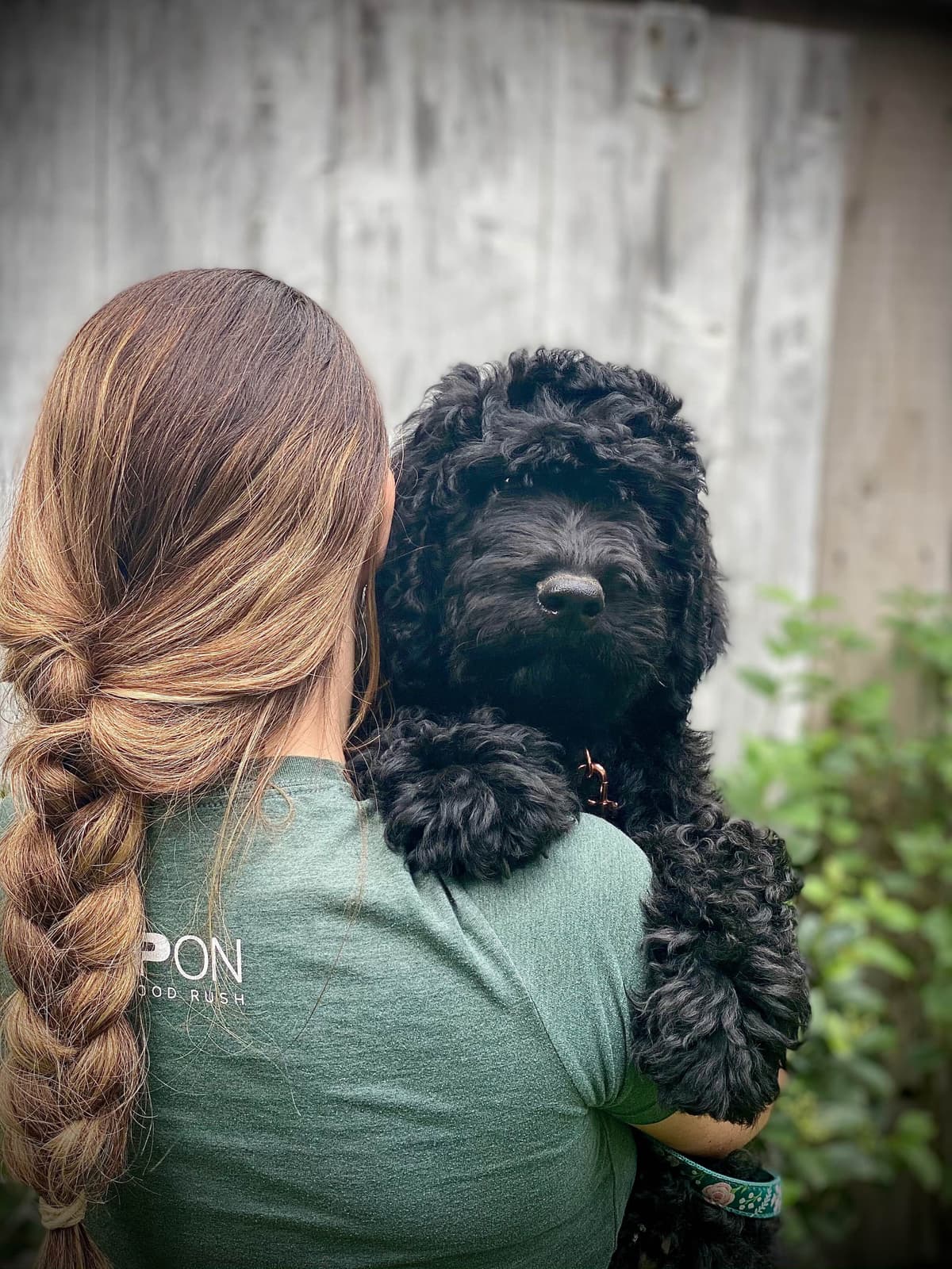 Barbet Puppies breeder image 5