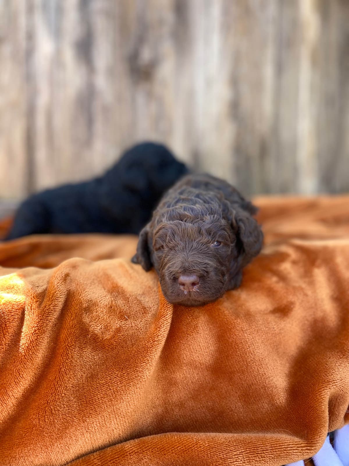 Barbet Puppies breeder image 4