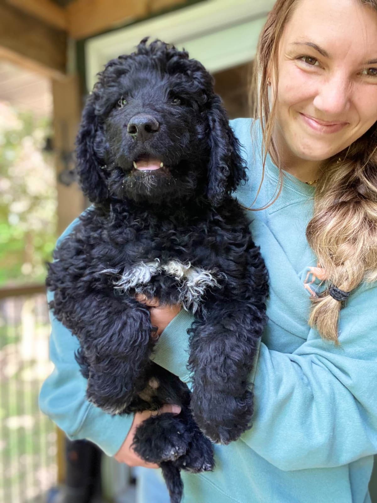 Barbet Puppies breeder image 7