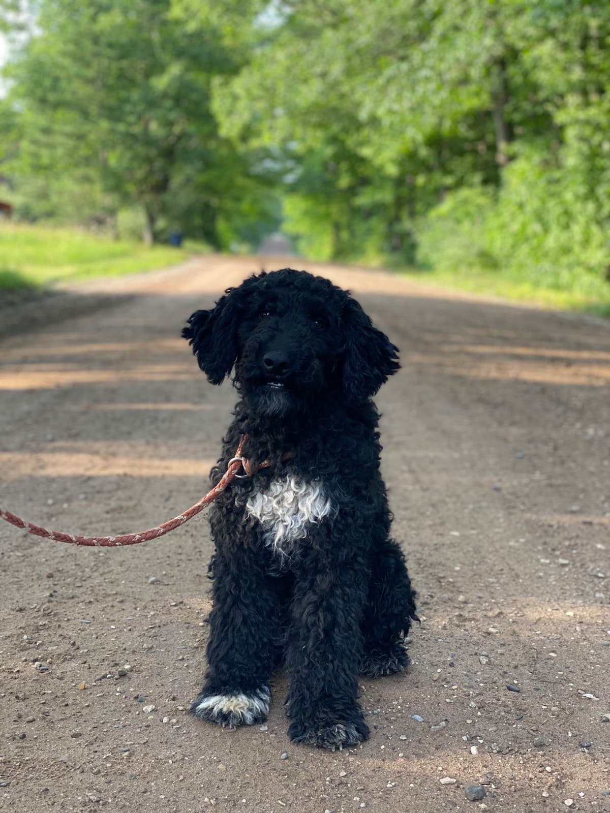 Barbet Puppies breeder image 9