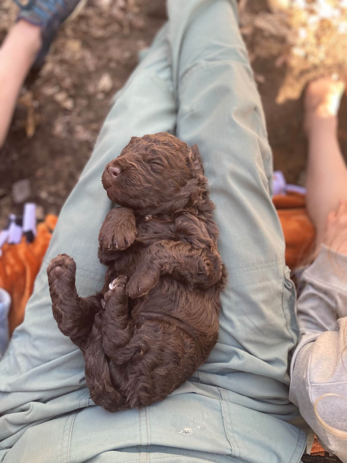 Barbet Puppies breeder image 1