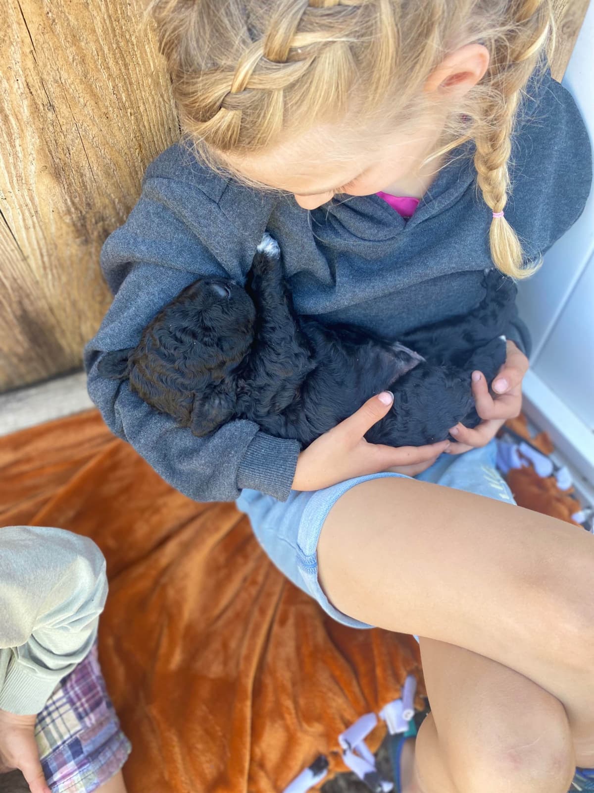 Barbet Puppies breeder image 10