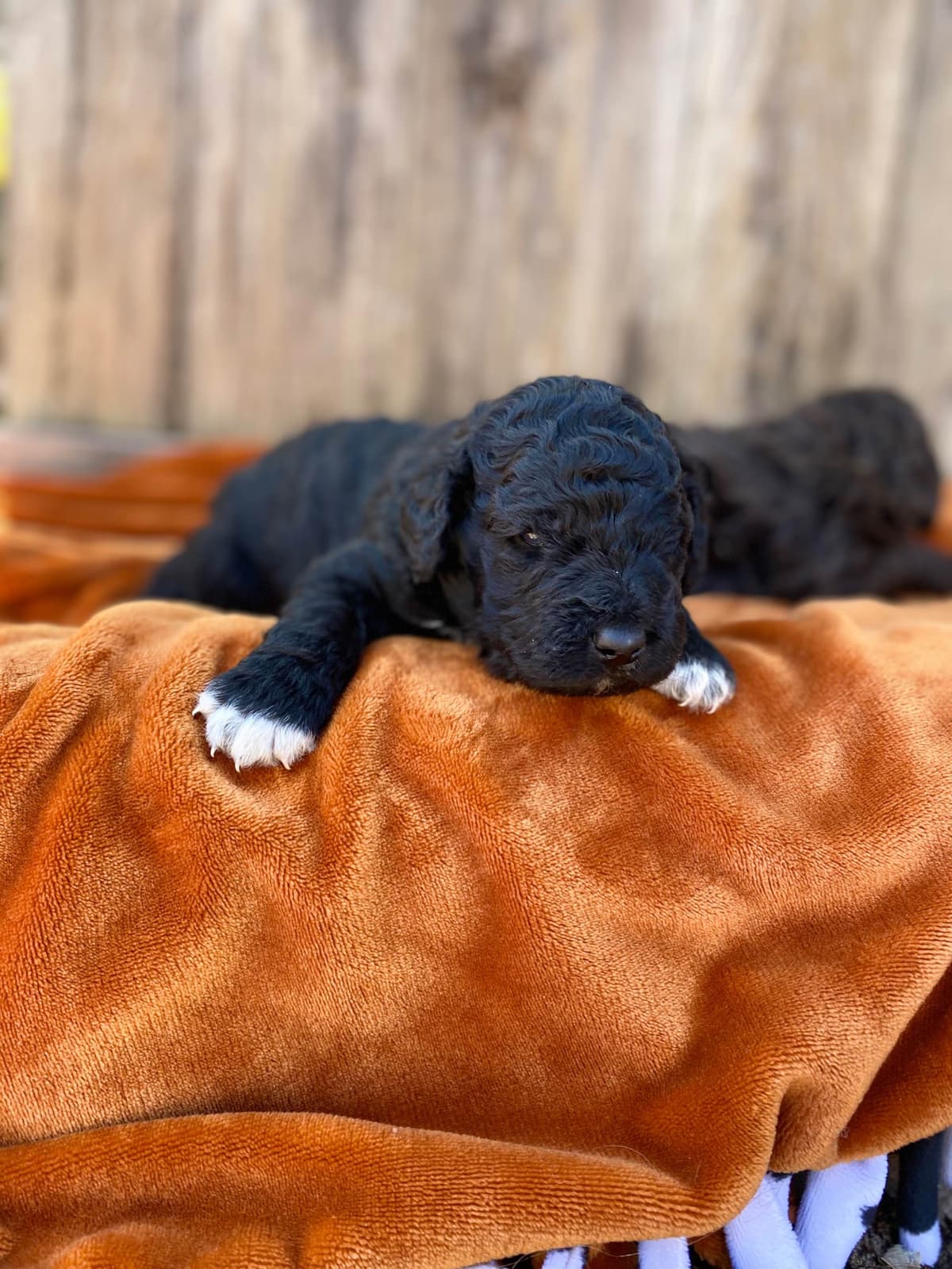 Barbet Puppies breeder image 8