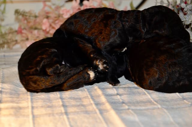 Barbet Puppies media 2