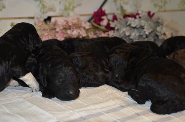 Barbet Puppies media 3