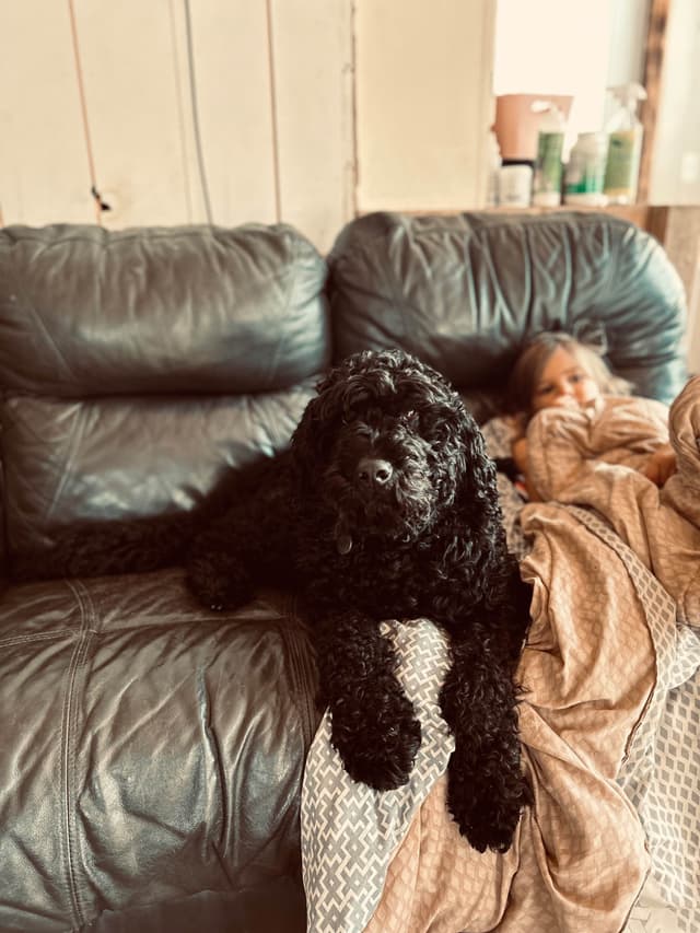Barbet Puppies media 5