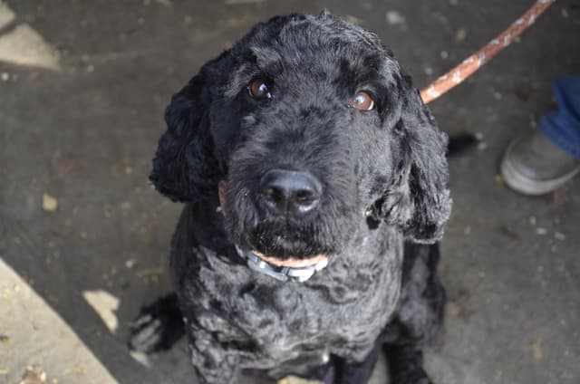 Barbet Puppies media 7
