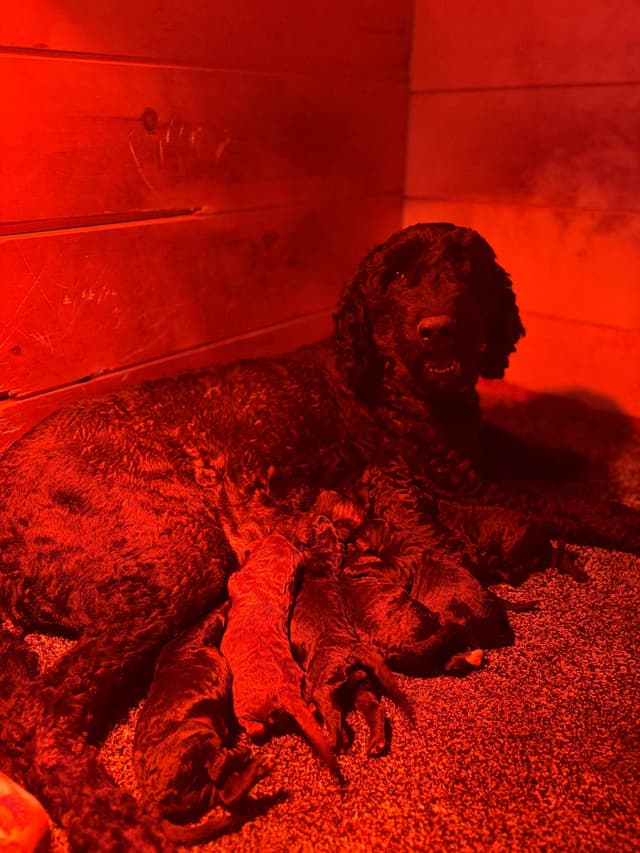 Barbet Puppies media 8