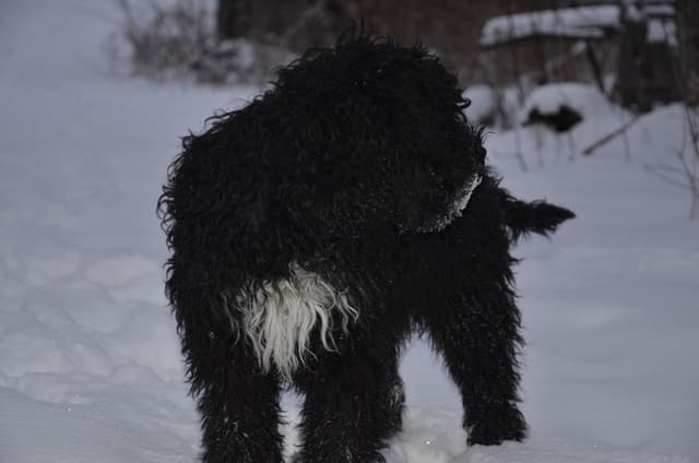 Barbet Puppies media 9