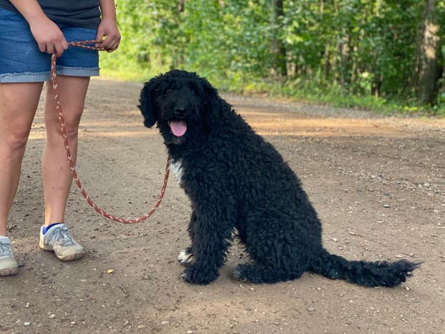 Barbet Puppies media 10