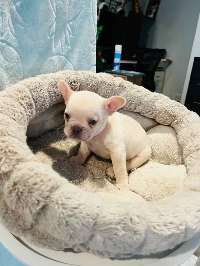 CELESTIAL FRENCHIES FRENCH BULLDOG PUPPIES media 2