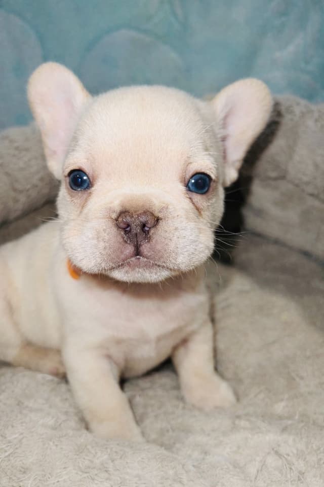 CELESTIAL FRENCHIES FRENCH BULLDOG PUPPIES media 4