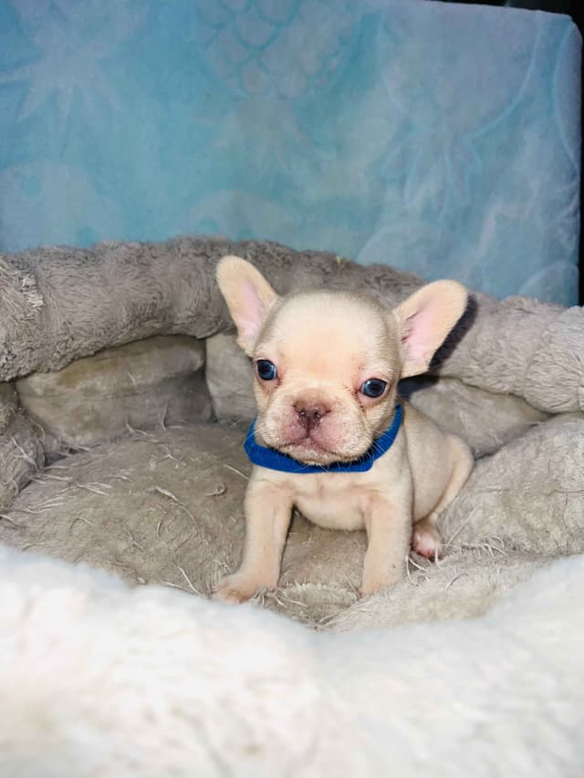 CELESTIAL FRENCHIES FRENCH BULLDOG PUPPIES media 5