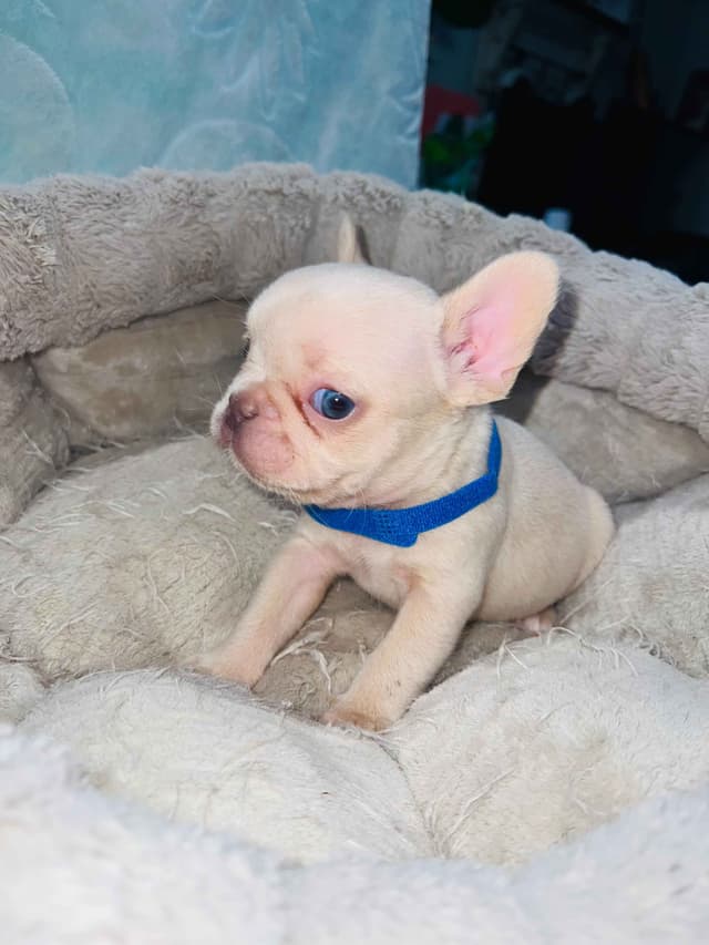 CELESTIAL FRENCHIES FRENCH BULLDOG PUPPIES media 6