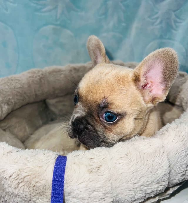 CELESTIAL FRENCHIES FRENCH BULLDOG PUPPIES media 7