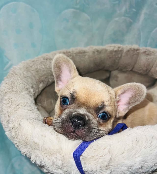 CELESTIAL FRENCHIES FRENCH BULLDOG PUPPIES media 9