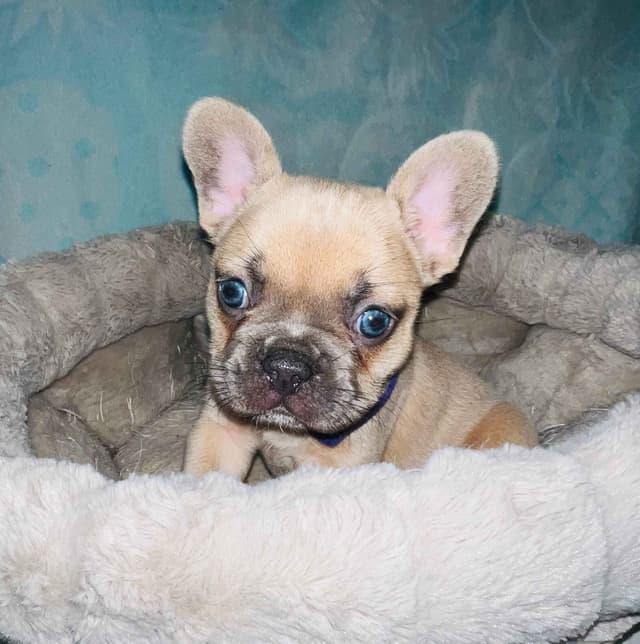 CELESTIAL FRENCHIES FRENCH BULLDOG PUPPIES media 10
