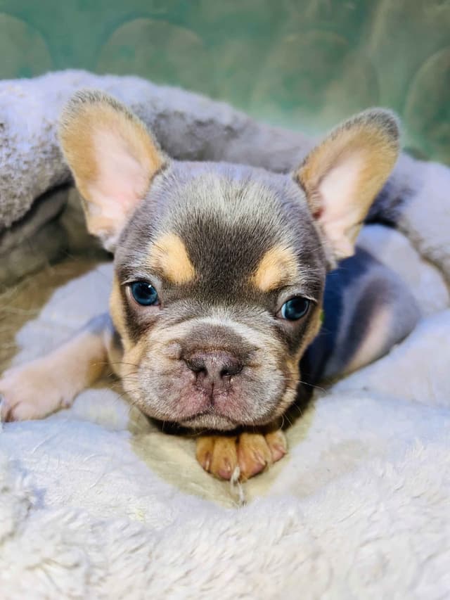 CELESTIAL FRENCHIES FRENCH BULLDOG PUPPIES media 13